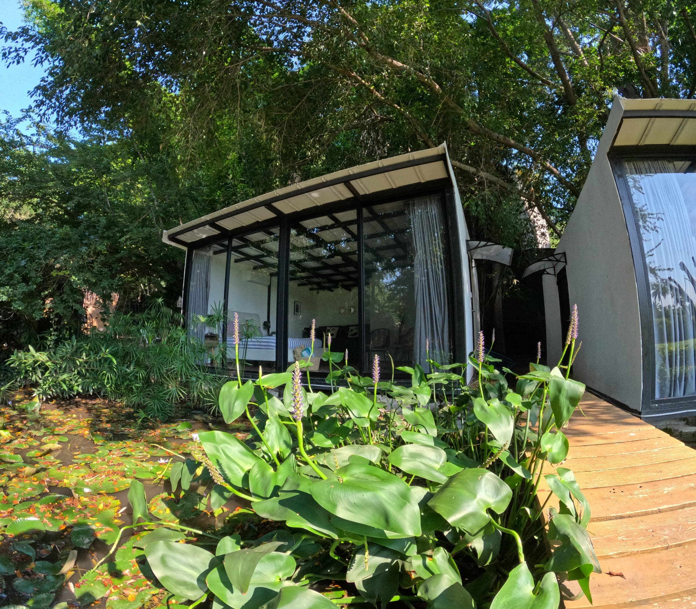 Toma artística de la habitación de cristal entre los nenúfares del estanque y la vegetación
